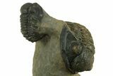 Two Multi-Toned Gerastos Trilobite Fossils - Morocco #381639-6